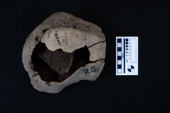 Media type: image;   Vertebrate Paleontology VPM-15735 Description: Photograph of the broken articular surface of a tarsal bone of MCZ VPM-15753, Mammuthus primigenius.;